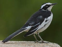 African Pied Wagtail