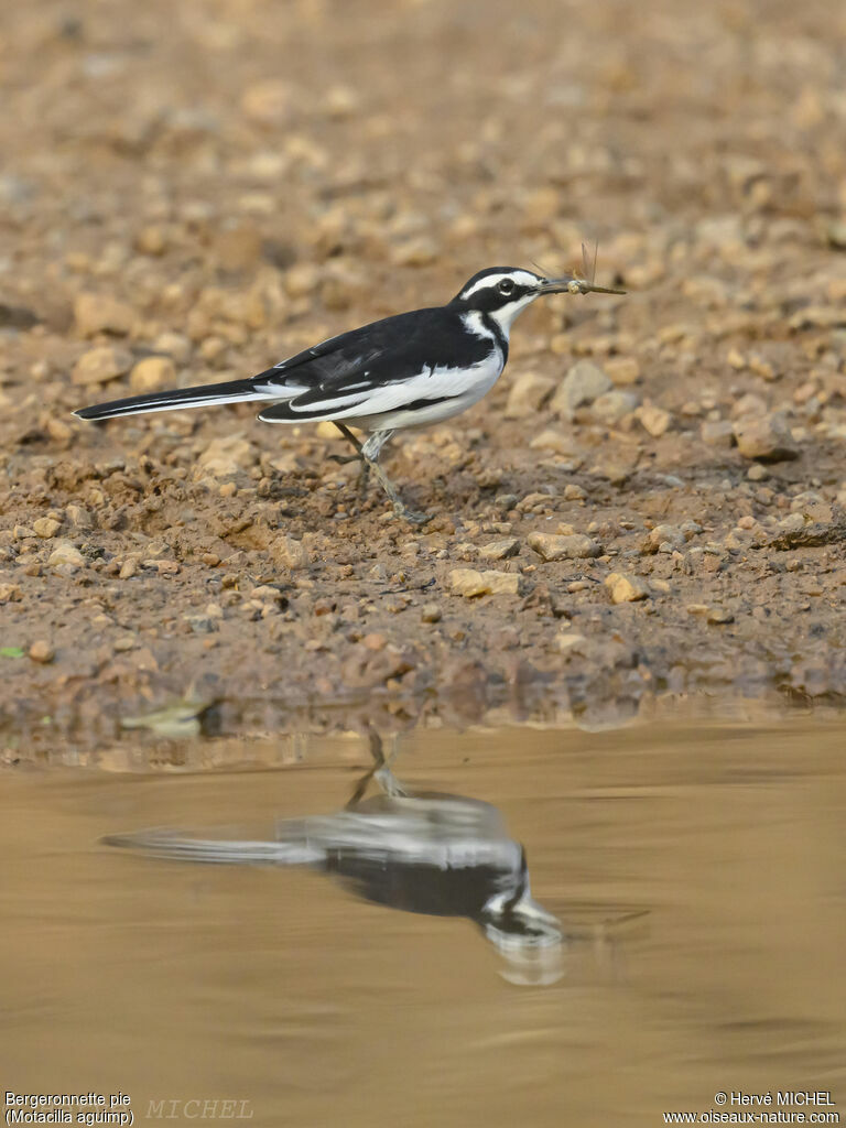 African Pied Wagtail