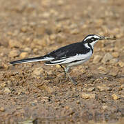 African Pied Wagtail