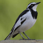 African Pied Wagtail