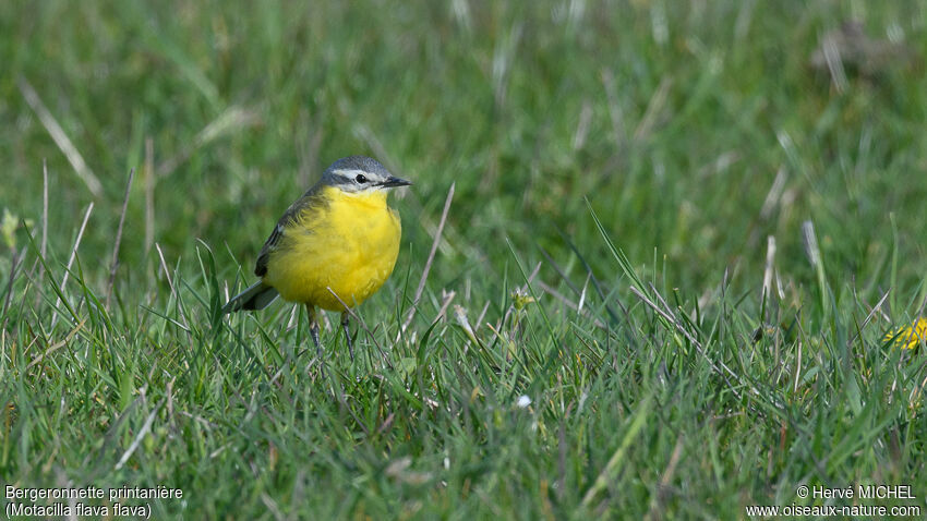 Western Yellow Wagtail male adult breeding