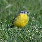 Western Yellow Wagtail