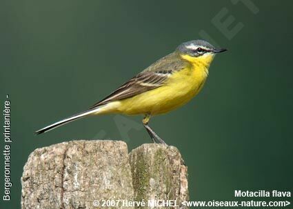 Western Yellow Wagtail male adult breeding