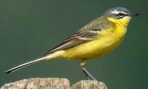 Western Yellow Wagtail