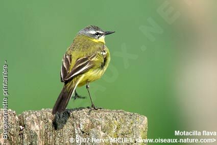 Western Yellow Wagtail male adult breeding