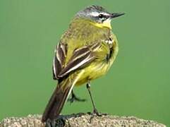 Western Yellow Wagtail