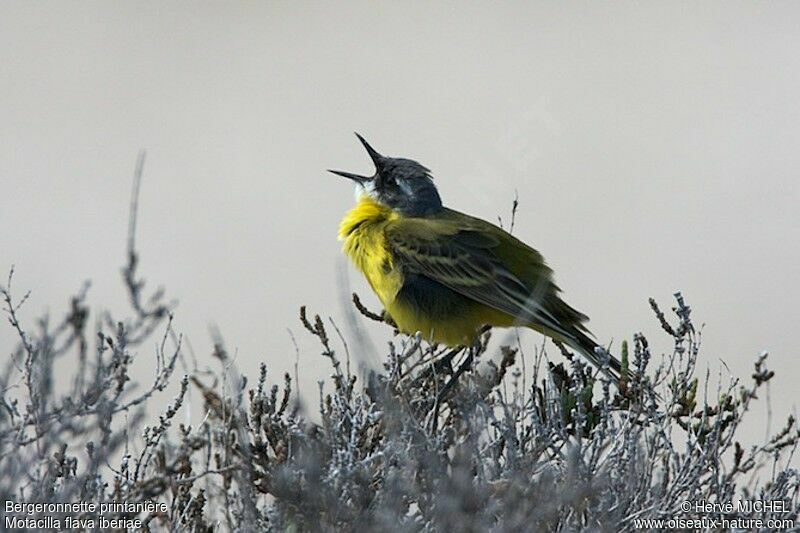 Western Yellow Wagtail male adult breeding, identification