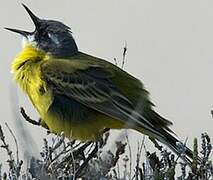 Western Yellow Wagtail