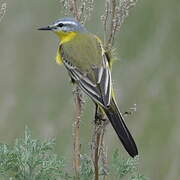 Western Yellow Wagtail