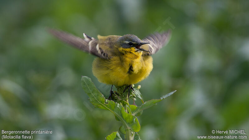 Western Yellow Wagtail male adult, courting display