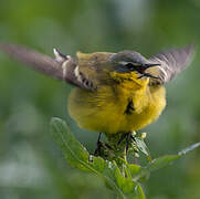 Western Yellow Wagtail