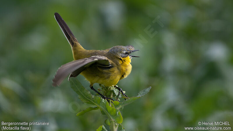 Western Yellow Wagtail male adult, courting display