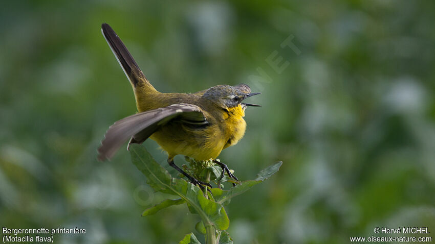 Western Yellow Wagtail male adult, courting display