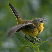 Western Yellow Wagtail