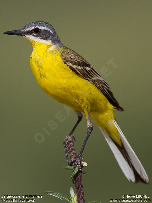 Western Yellow Wagtail male adult