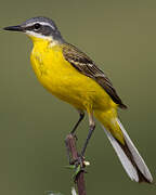 Western Yellow Wagtail