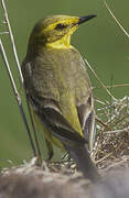 Western Yellow Wagtail