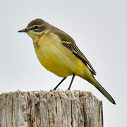 Western Yellow Wagtail