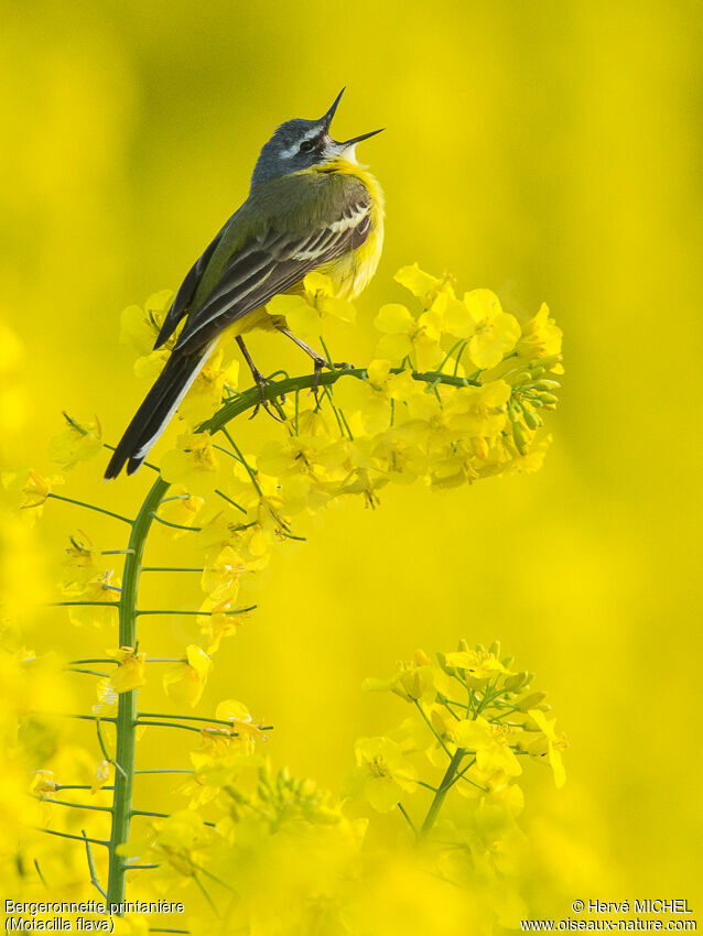 Western Yellow Wagtail male adult breeding