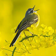 Western Yellow Wagtail