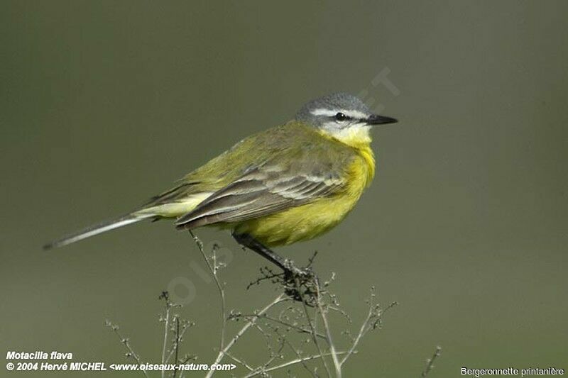 Western Yellow Wagtail