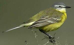 Western Yellow Wagtail