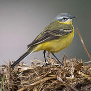 Western Yellow Wagtail