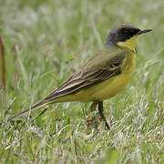 Western Yellow Wagtail