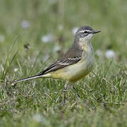 Western Yellow Wagtail