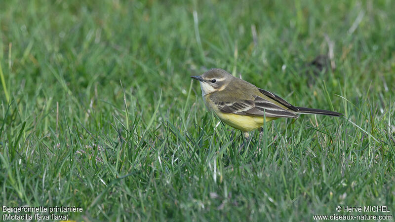 Western Yellow Wagtail female adult