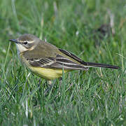 Western Yellow Wagtail