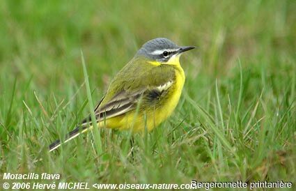 Western Yellow Wagtail male adult breeding