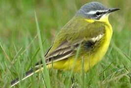 Western Yellow Wagtail