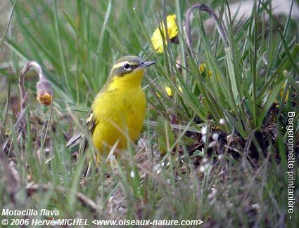 Western Yellow Wagtail