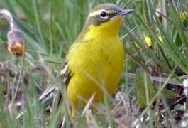 Western Yellow Wagtail