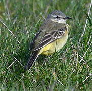 Western Yellow Wagtail