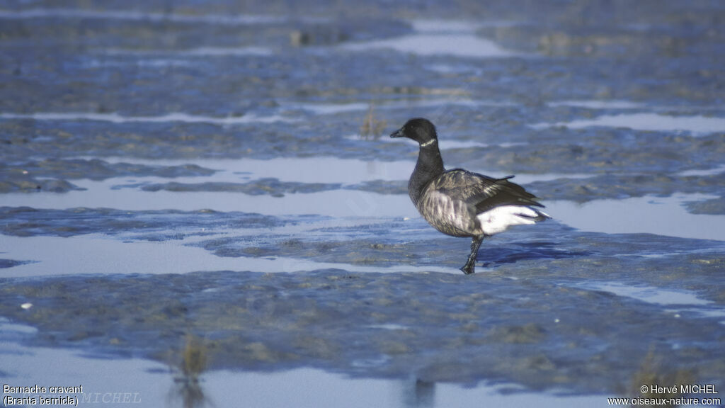 Brant Goose