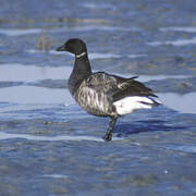 Brant Goose