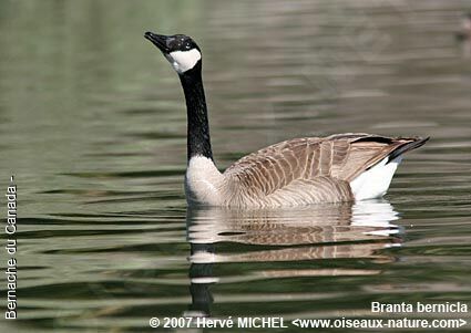 Canada Gooseadult breeding