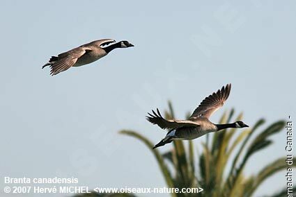 Canada Goose adult breeding