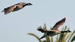 Canada Goose