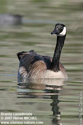 Canada Gooseadult breeding