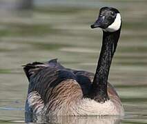 Canada Goose