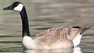 Canada Goose