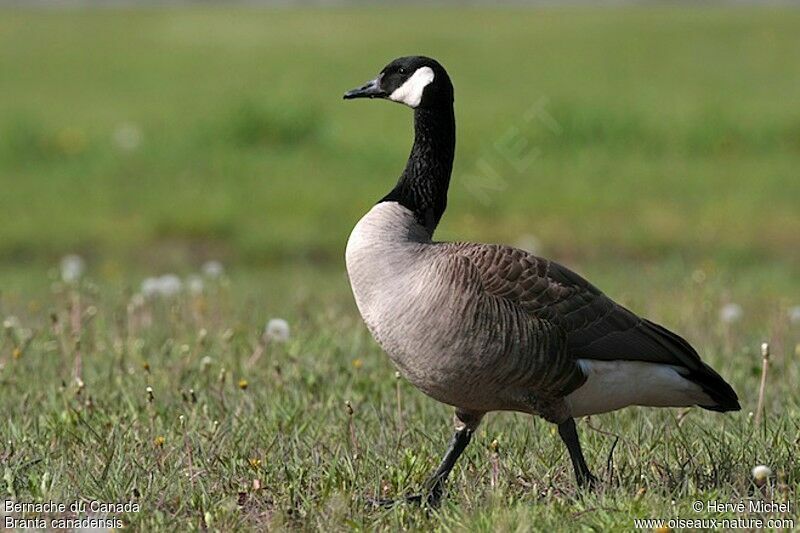 Canada Gooseadult breeding