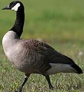 Canada Goose