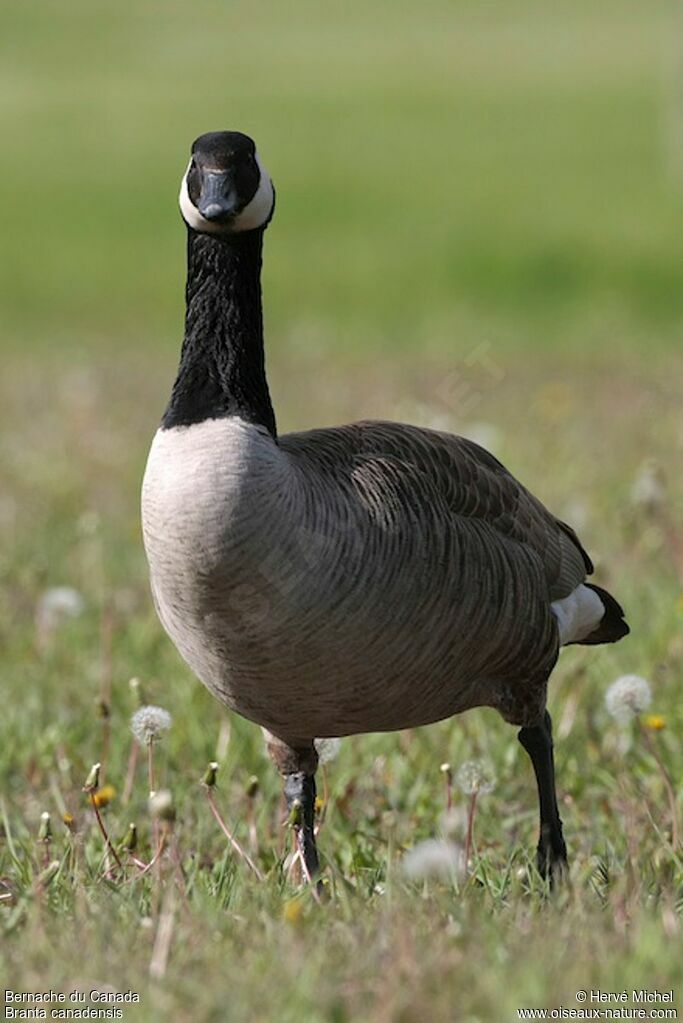 Canada Gooseimmature