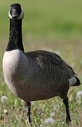 Canada Goose