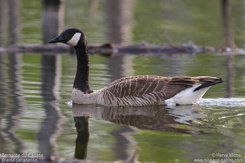 Canada Gooseadult breeding