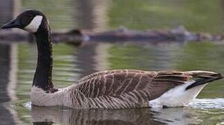 Canada Goose